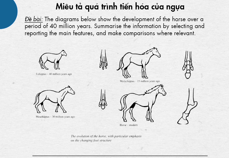 the development of the horse